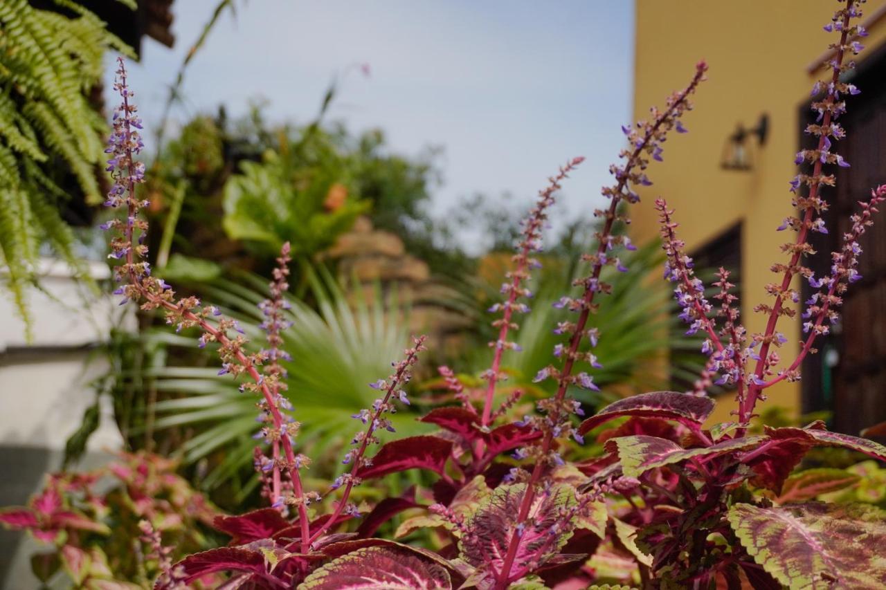 Pousada Dunasol Floripa ฟลอเรียนอโปลิส ภายนอก รูปภาพ